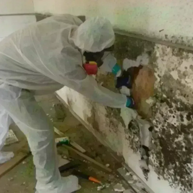 Mold Remediation and Removal in Chicopee, MA